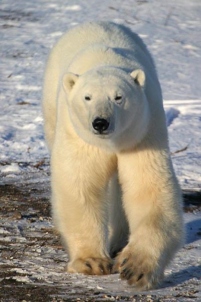 --- L'ours polaire ---